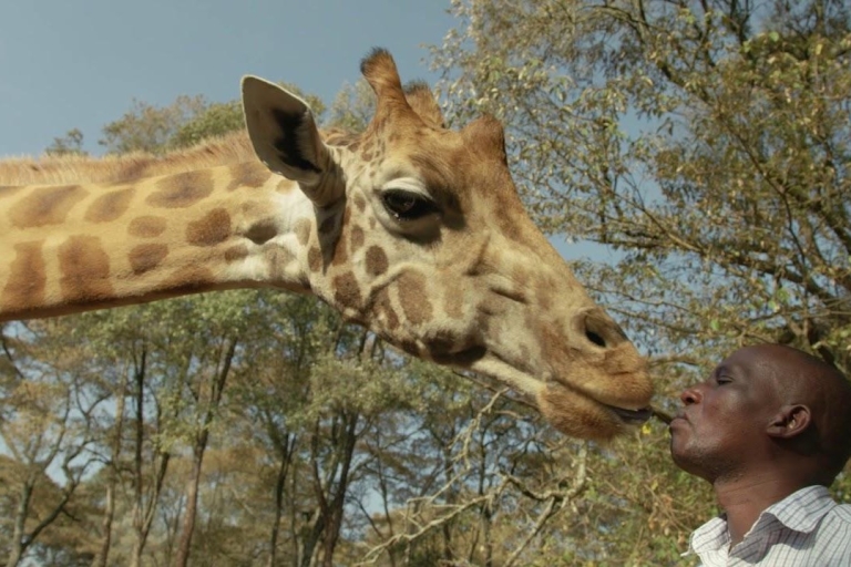 David Sheldrick Wildlife Trust und Giraffe Centre Tour