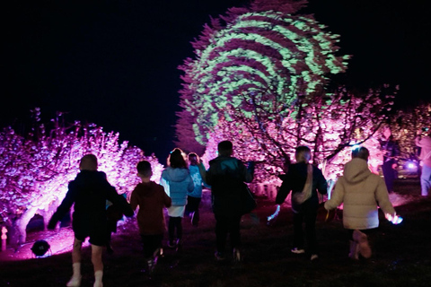 樱花之光·樱桃山