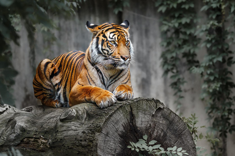 Depuis Jaipur : Safari dans le parc national de Ranthambore avec transferts