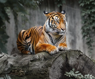 From Sariska: Official Tiger Safari in Open Jeep with Guide