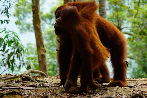 Medan: Discover the Best of Sumatra Day Trip! Medan: Lake Toba Tour