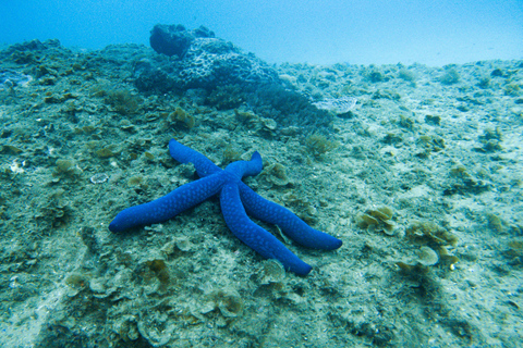 Dykupplevelse Dykning i Cook Island Aquatic Reserve