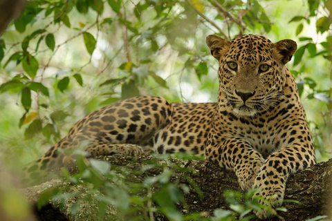 Sigiriya: Private Wilpattu National Park Safari Day Tour