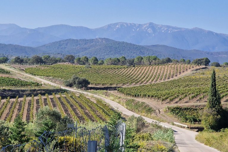 Alt emporda wine tasting with breakfast and lunch