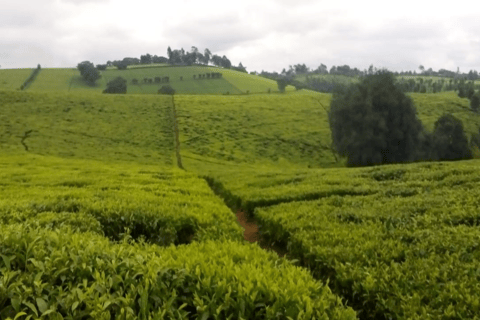 Excursão a uma fazenda de chá saindo de Nairóbi (Kiambethu)