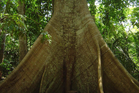 Manaus : Safari nell&#039;arcipelago di Anavilhanas