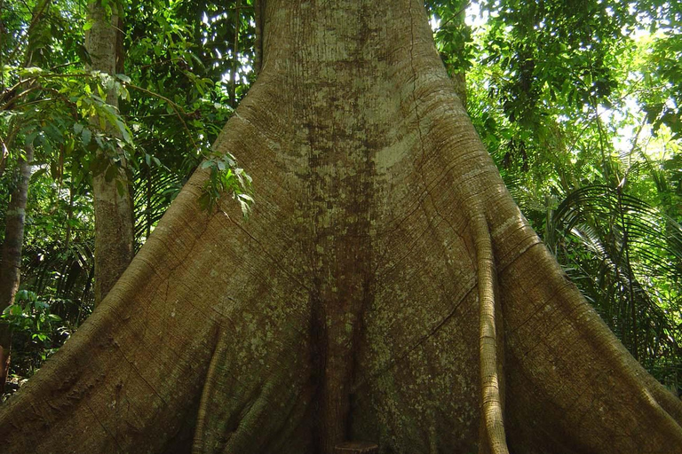 Manaus : Safari i Anavilhanas skärgård