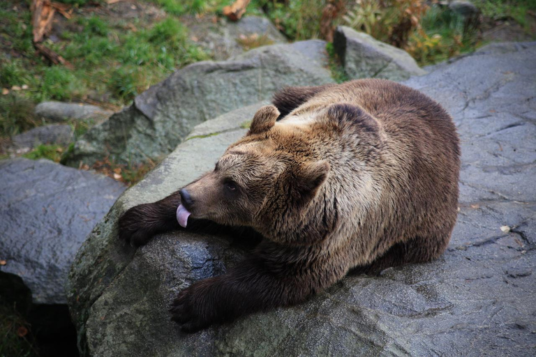 Visite guidée du zoo de Ranua avec prise en charge à l'hôtel.