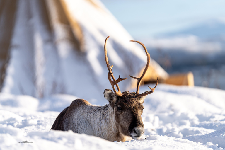 Tromsø: Royal Reindeer at Sami Camp | Feeding & Stories English Guide