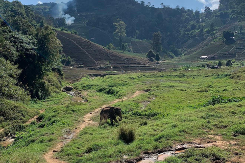 Chiang Mai: Temple Visit & Elephant Nature Observation