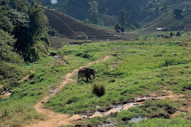 Chiang Mai: Temple Visit & Elephant Nature Observation