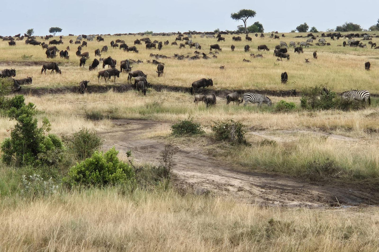 3 Days 2 Nights Maasai Mara Safari