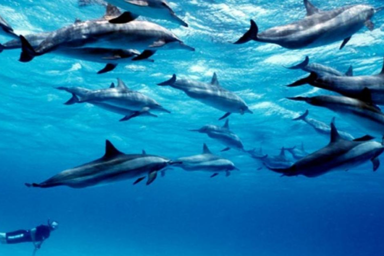 Zanzibar:Nager et faire de la plongée avec les dauphins sur l&#039;atoll de MnembaZanzibar : Nager et faire de la plongée avec les dauphins sur l&#039;atoll de Mnemba