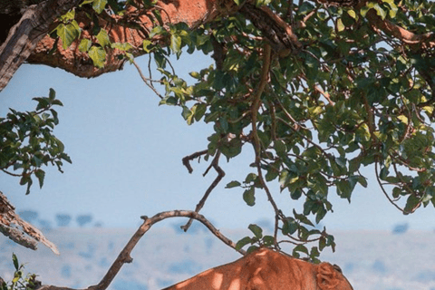 Uganda: tour di 5 giorni del Parco Nazionale della Regina Elisabetta e del trekking con i gorilla