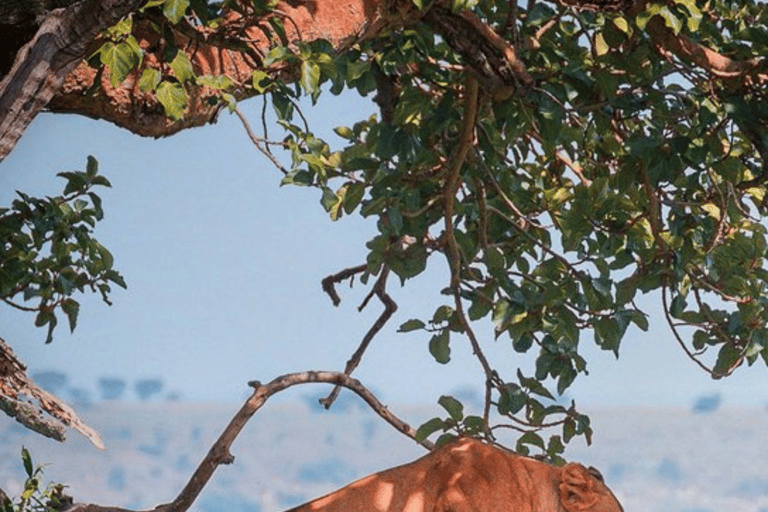 Uganda: 5-dniowa wycieczka do Parku Narodowego Królowej Elżbiety i trekking na goryle