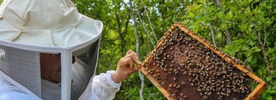 Visite du rucher (visite des abeilles), du site archéologique et de l'étang salé