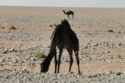 Z Salalah: Pustynne safari w pustej dzielnicy – Rub Al Khali