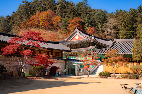 سيول: جولة يومية لمشاهدة أوراق الخريف في حديقة أودايسان أو دايدونسانجولة مشتركة لمشاهدة أوراق شجر 