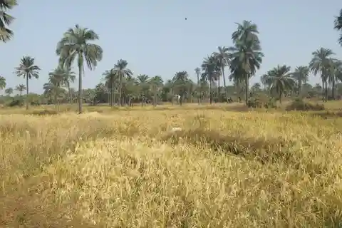 Serrekunda : Forêts et rizières à cheval
