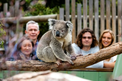 Melbourne City & Wildlife Sanctuary for Cruise Passengers - Image 2
