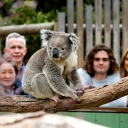 Melbourne City & Wildlife Sanctuary for Cruise Passengers