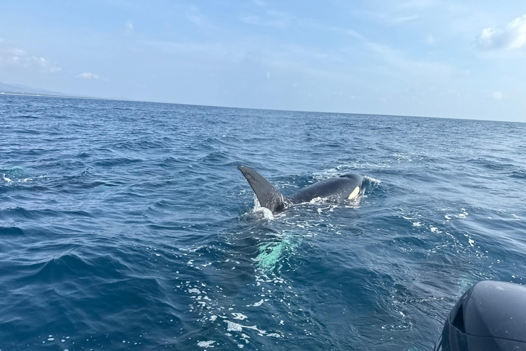 Puerto Escondido: Bootstour zu Delfinen und MeerestierenPrivate Tour