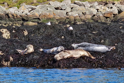 Zeekajakken van Killiney Beach naar Dalkey Island