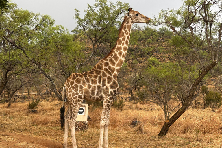 One day Kruger National Park tour: Start at Johannesburg