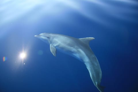 Medulin: Full-Day Boat Tour of the Medulin Archipelago