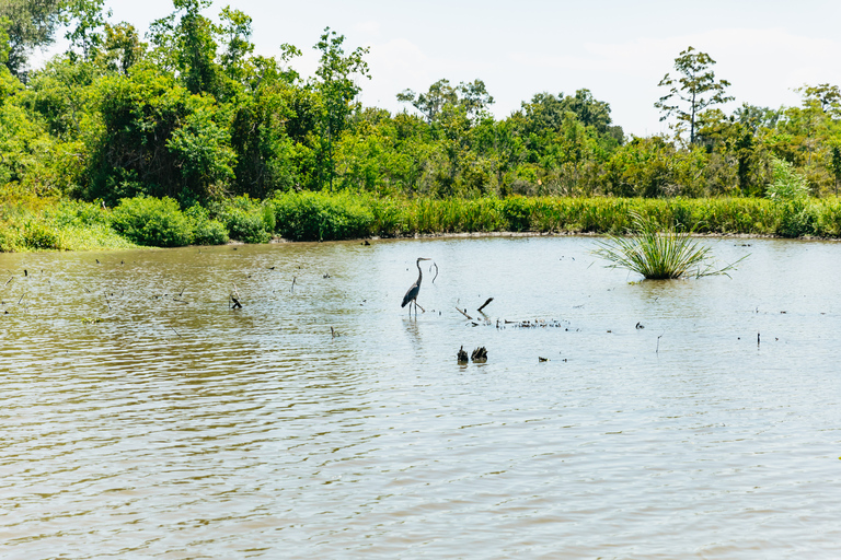 New Orleans: Bayou Tour in Jean Lafitte National Park