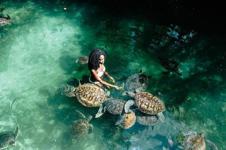 Nadar y alimentar a las tortugas marinas en el acuario de Baraka