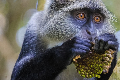 Zanzibar: Jozani Park Tour With Red Colobus Monkeys Stone Town Pickup + Entry Fees