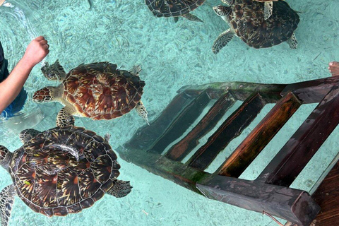 Zanzibar: Red Colobus monkeys & Sea Turtles Swim Guided Tour