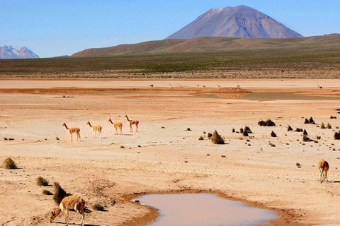 Chivay: Puno Journey with Andes, Wildlife & Lake Viewpoints