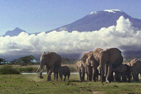 Parque Nacional de Amboseli - Safari de 2 dias com vida selvagem - Pernoita