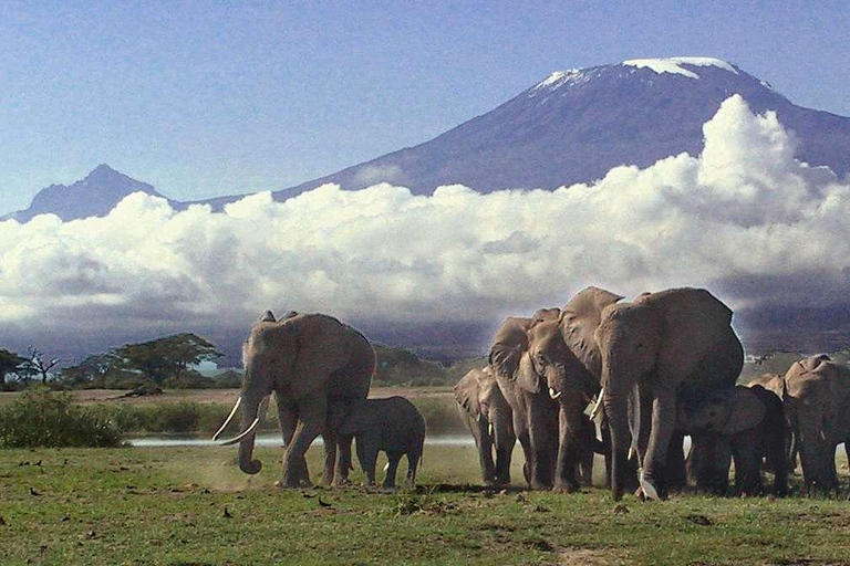 Nairobi: 4-dagars safari med guide i Amboseli, Tsavo West och East