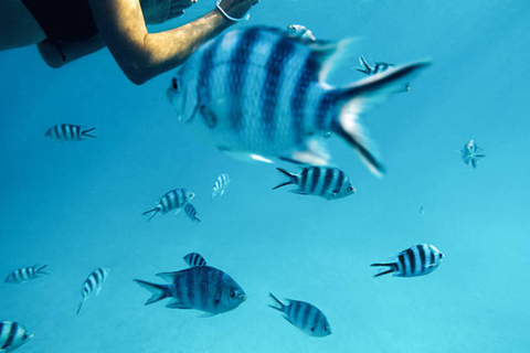 Zanzibar Best: Mnemba Island, Jozani Forest & Butterfly Tour Tour with Hotel pick up and drop-off included