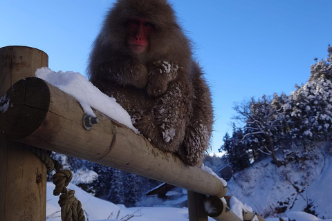 Tokyo: 5-Day Private Tour to Hiroshima with Transport