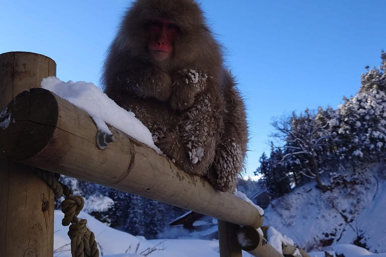 Tokyo: 5-Day Private Tour to Hiroshima with Transport