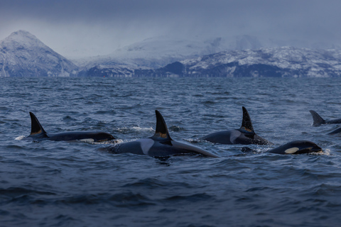 From Skjervøy: Whale Watching in a Heated Cabin Cruiser