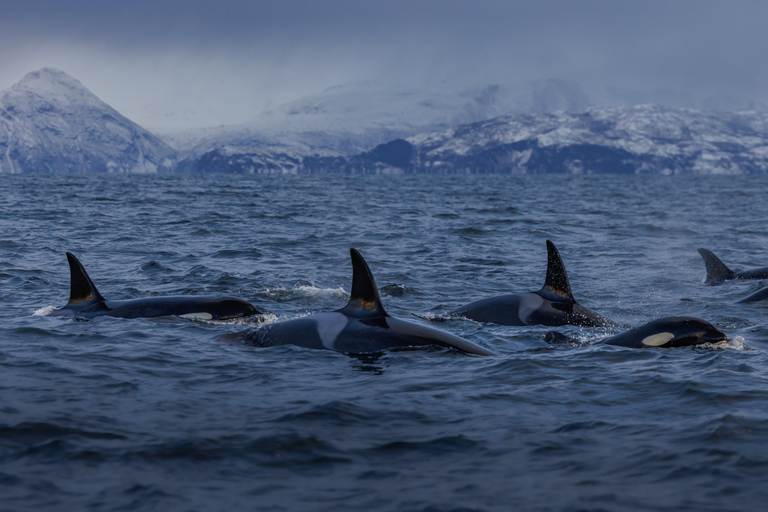 From Skjervøy: Whale Watching in a Heated Cabin Cruiser