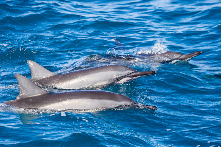 Honolulu: Glass Bottom Boat Tour along Oahu's South Shore