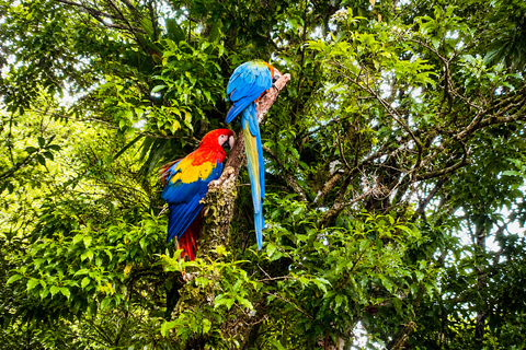 From San José: Monteverde Cloud Forest Day Trip