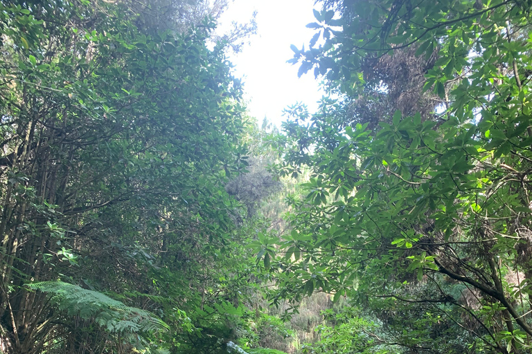 Excursión Este: Excursión clásica en jeep al Este de Madeira - Santana