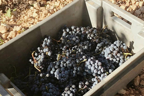 Valencia: tour dei vigneti, degustazione di vini locali e aperitivoValencia: tour dei vigneti, degustazione di vini locali e stuzzichini