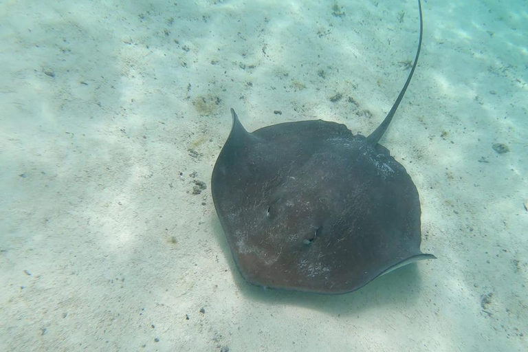 Mauritius North Undersea Walk – Step Into a Living Aquarium