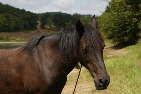 Cebu, Philippines: Mountain Heritage Trail Riding Adventure