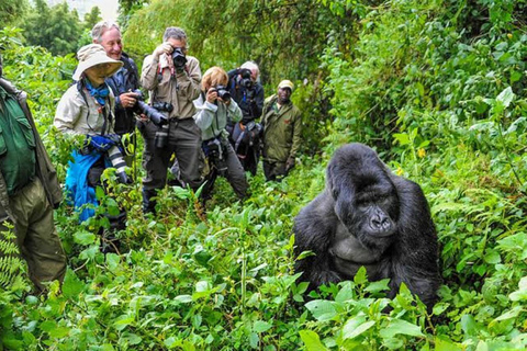 Rwanda: 3-dniowa wycieczka - miasto Kigali, Park Narodowy Wulkanów