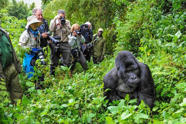 Ruanda : 3 Tage Tour - Kigali Stadt, Volcanoes National Park