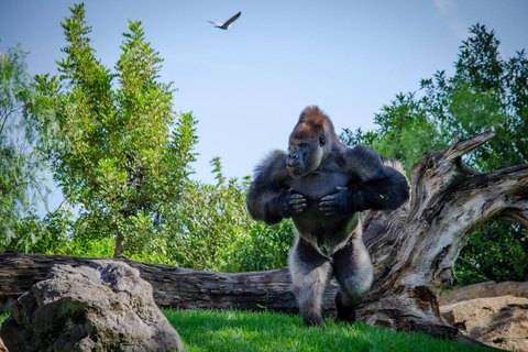 Valencia: Bioparc Valencia Biljett för inträde